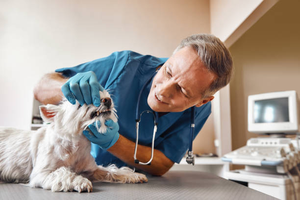 Best Emergency Tooth Extraction in Proctor, MN